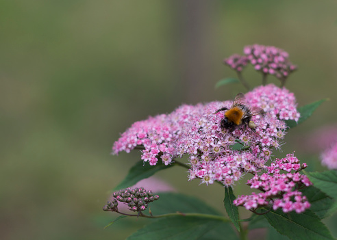 Bumblebee sitting on a spirea billardii pink little flower
