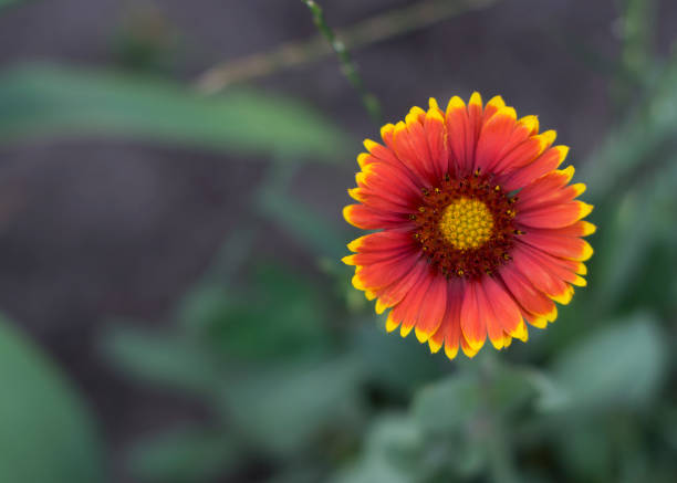 fiore giallo-rosso di gaillardia pulchella - gaillardia pulchella foto e immagini stock