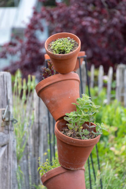 istock Herb and vegetable garden for small spaces 1403797393