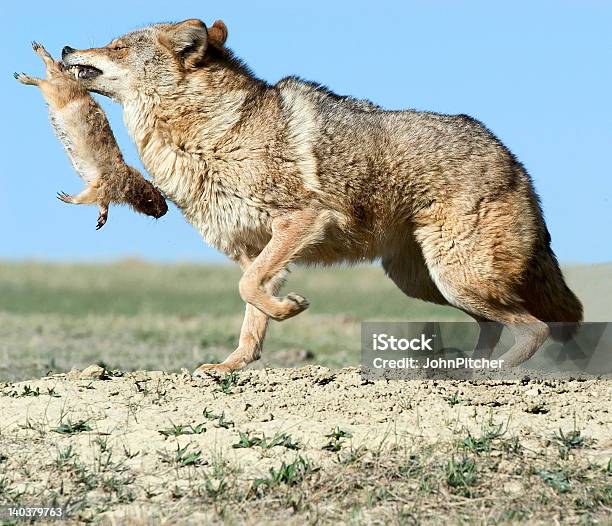 Photo libre de droit de Coyote Avec Proie banque d'images et plus d'images libres de droit de Coyote - Coyote, Dakota du Sud, Faune sauvage