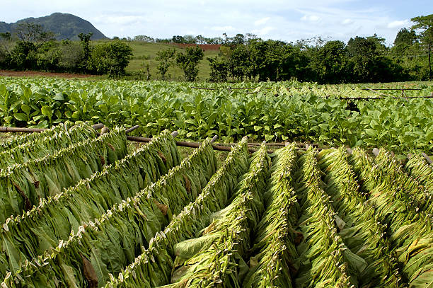 istock CUBA tobacco plantation 140380003