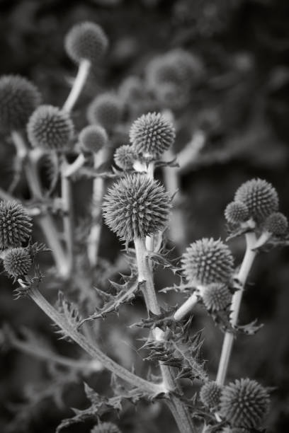 Close-up of Southern globe thistle flowers (Echinops Ritro) black and white