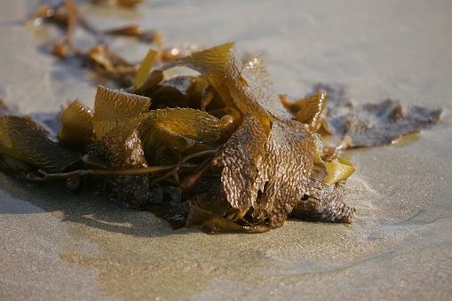 Lavar con algas marinas en la playa photo