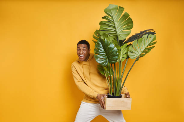 Happy mixed race man carrying big houseplant stock photo