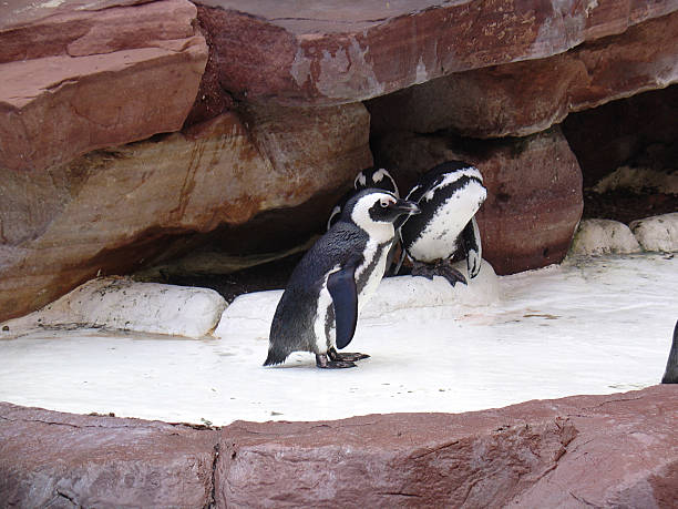 Penguins in Zoo Habitat stock photo