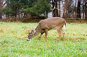 whitetail deer buck grazing in a field