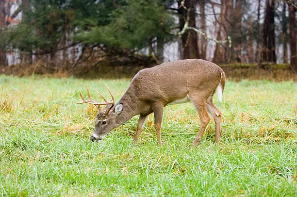 A whitetail deer buck grazes in a field in Tennessee