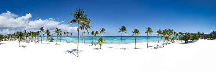 Beautiful tall coconut palms at Juanillo beach, Dominican Republic. Luxury travel destination. Panorama view