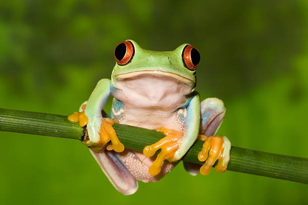 istock Red Eyed Tree Frog on Branch 140380464