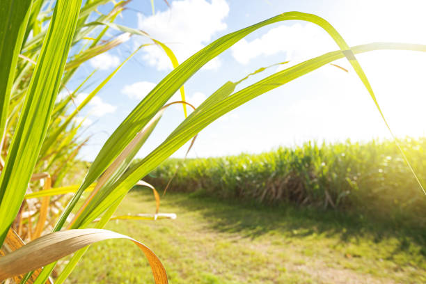 istock Sugar cane fileds plantation 1403805208