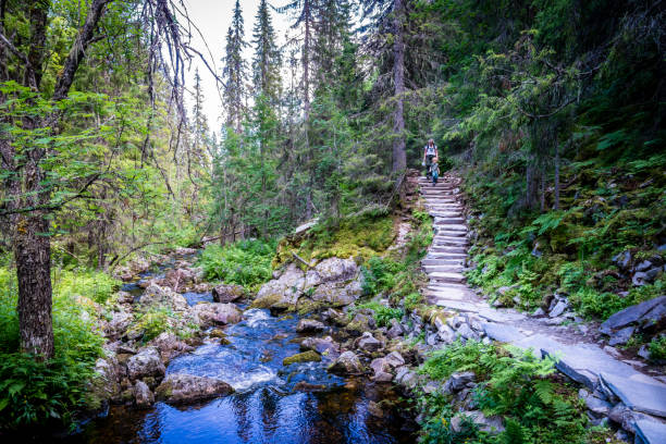 Stone stairs and path in old conifer summer forest. stock photo