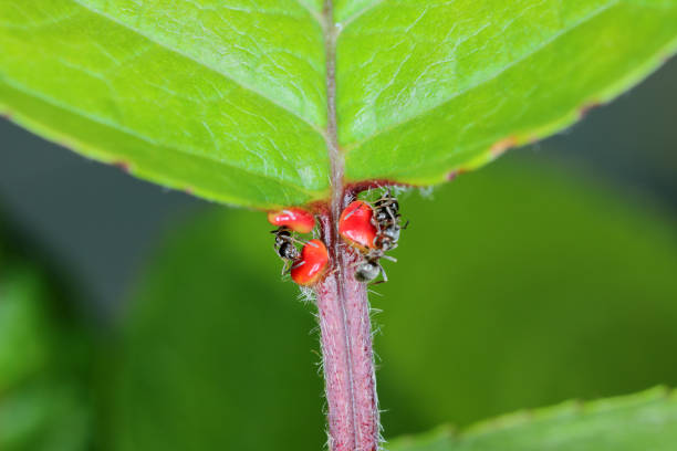 black ant, common black ant, garden ant (Lasius niger), feeding on the extraflora nectaries on a cherry leaf.