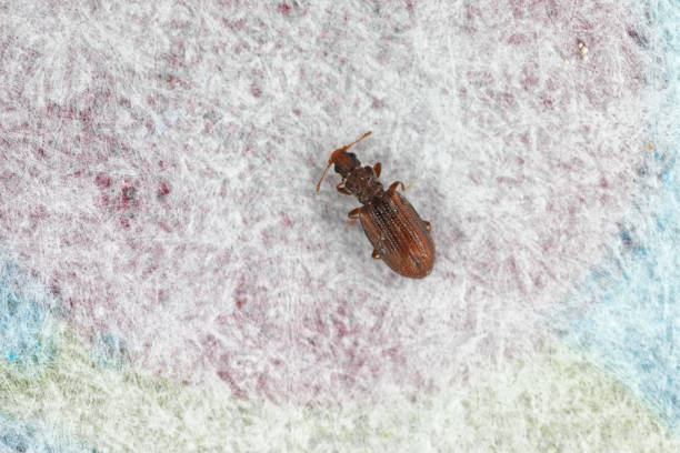 istock Tiny minute brown scavenger beetle Latridiidae on paper. High magnification. 1403806143