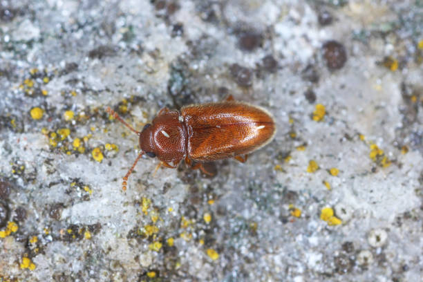 Cryptophilus propinquus is tiny pleasing fungus beetles in the family Erotylidae. Cryptophilus propinquus is tiny pleasing fungus beetles in the family Erotylidae. erotylidae stock pictures, royalty-free photos & images