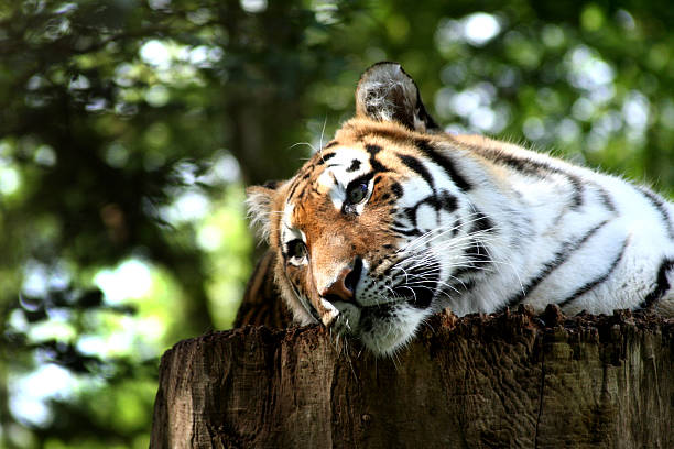 Resting tiger stock photo