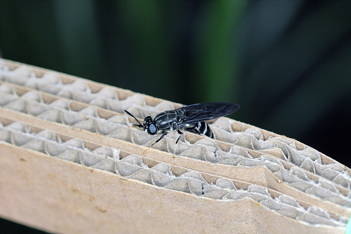 wasp  Gymnomerus laevipes on insect hotel.