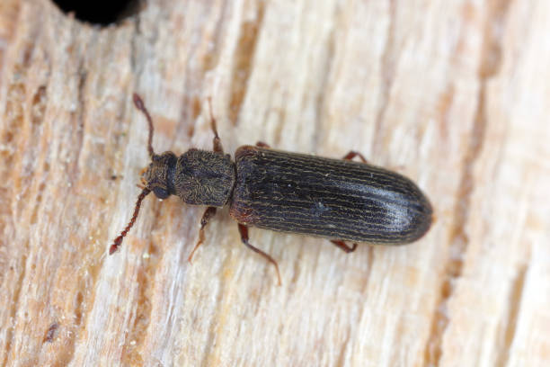 europäischer lyktuskäfer - lyctus linearis. gewöhnliches holzzerstörendes insekt. - beetle stock-fotos und bilder