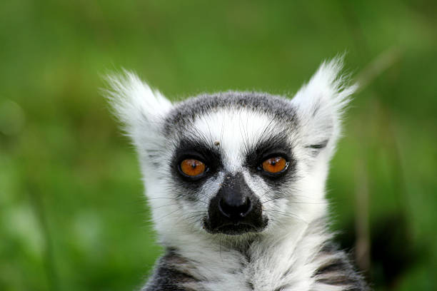 Lemur eyes stock photo