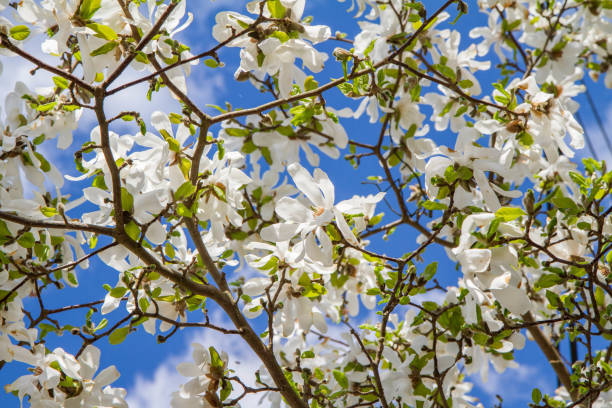 istock White Magnolia blooming in the spring 1403806547