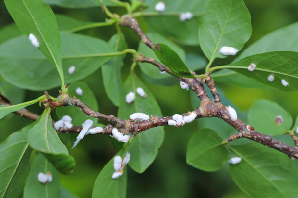 schildläuse (coccidae) auf einer magnolie im garten. gefährliche schädlinge verschiedener pflanzen. sie sind allgemein bekannt als weiche schuppen, wachsschuppen oder schildkrötenschuppen. - scale insect stock-fotos und bilder