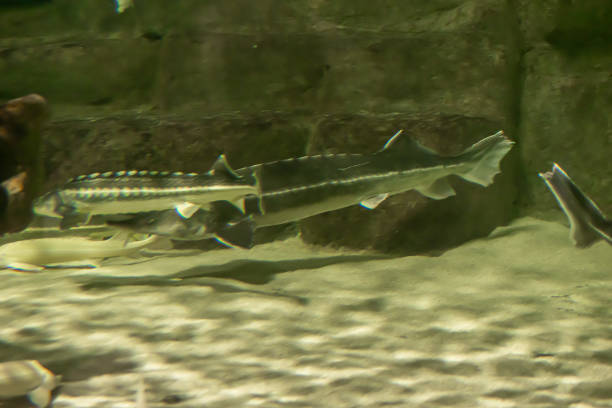 istock sturgeon floating on a background of yellow sand 1403807181