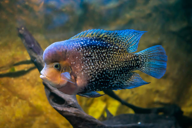 istock Flowerhorn fish on a yellow sand and root background 1403807182