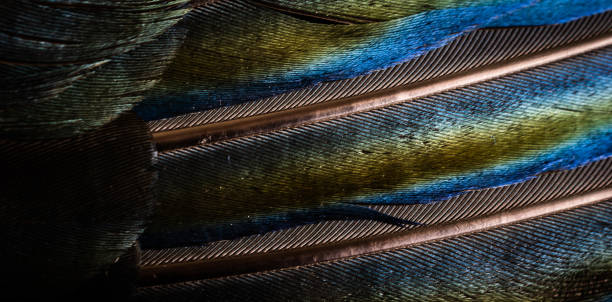 istock black and blue feathers of a magpie. background or texture 1403807183