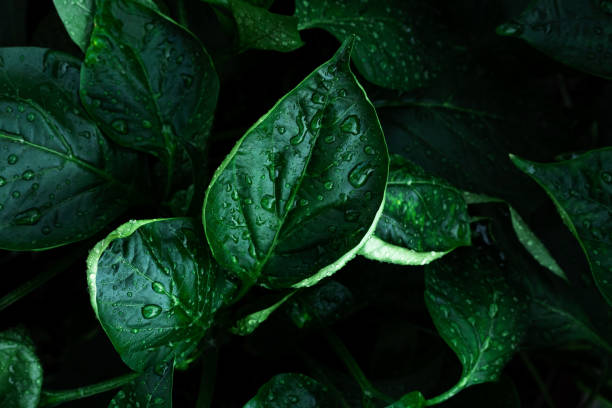 istock Dark green leaves background closeup 1403807391