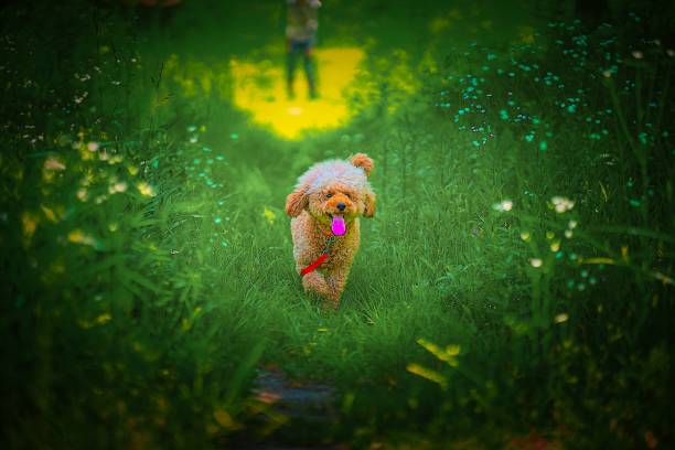 Dog-walking