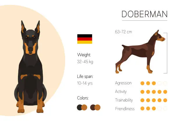 Vector illustration of Dog infographic. Doberman
