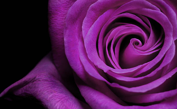 purple rose - rose colored stock-fotos und bilder