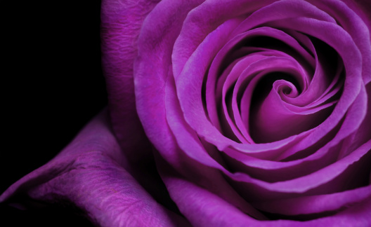 A close up of a purple rose against a black background.