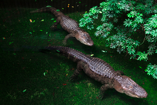 Two crocodiles in green tropical water . Wildlife habitat for reptiles
