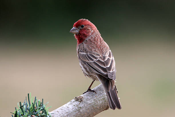 istock House Finch 140380804