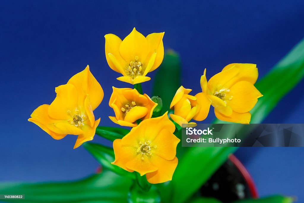 Ornithogalum Dubium - Royalty-free Amarelo Foto de stock