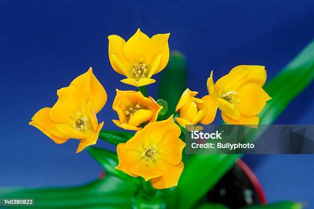 Ornithogalum Dubium - Fotografias de stock e mais imagens de Amarelo - Amarelo, Azul, Biologia