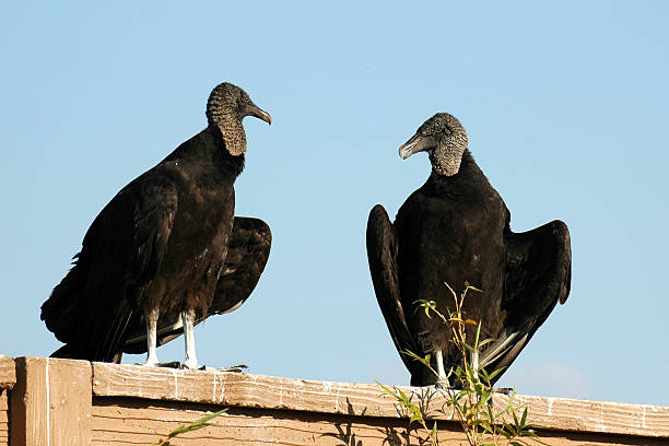 istock Buzzards 