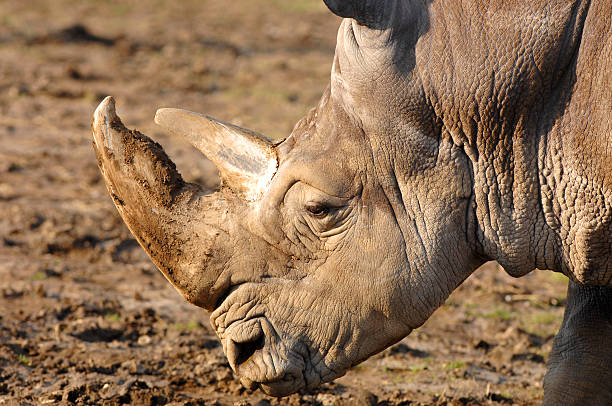 Rinoceronte-de perfil - foto de acervo
