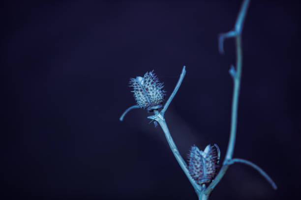 Echinops flower against blurred window background, toned