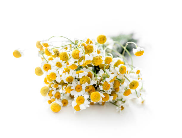 istock Dried branch of chamomile drug 1403808771