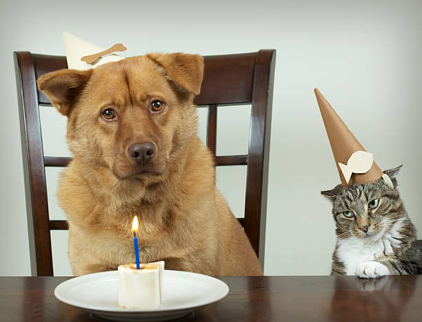 Pet Birthday party stock photo