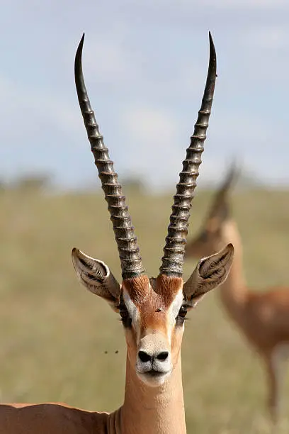 Portrait of grant gazelle bock
