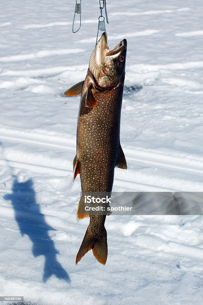 Lago Trout (Togue - Foto de stock de Trucha de lago libre de derechos