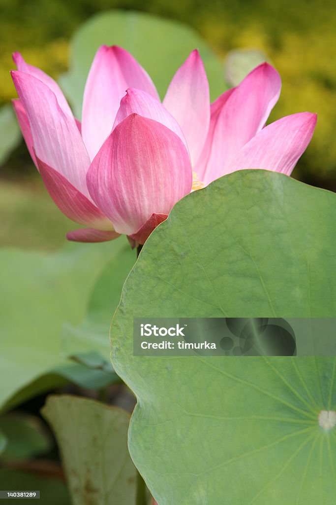 Rosa Lotus - Foto de stock de Abierto libre de derechos