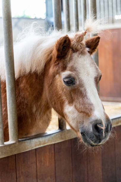 istock Pony horse in the stable close-up 1403813241