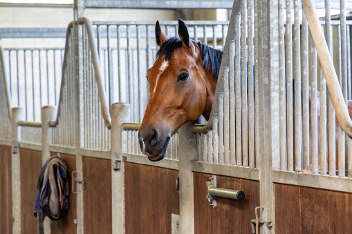 Horse in the stable, close up photo