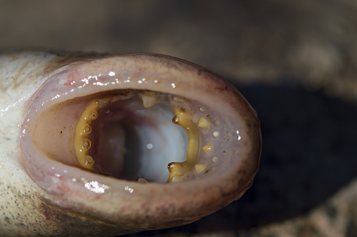 mouth of lamprey fish