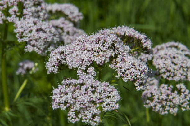 istock yarrow blooms in a field 1403814561