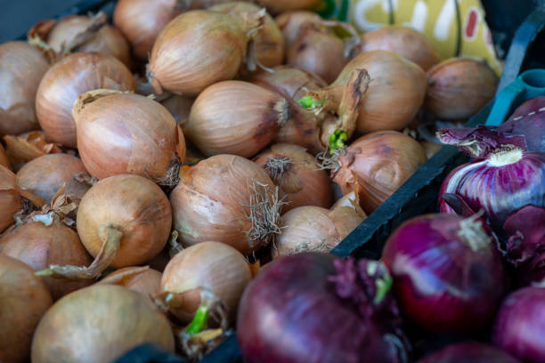 istock many red and Spanish onions on a market stall 1403814602