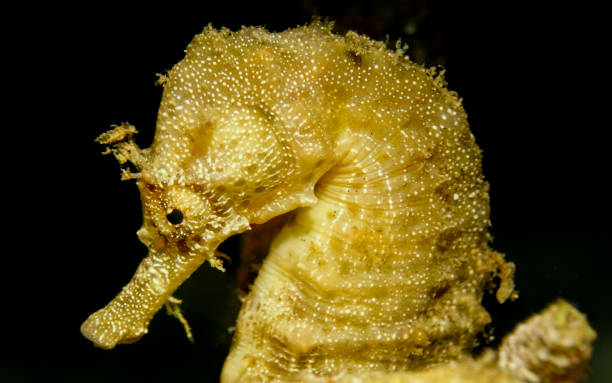 istock Portrait of a seahorse 1403814765